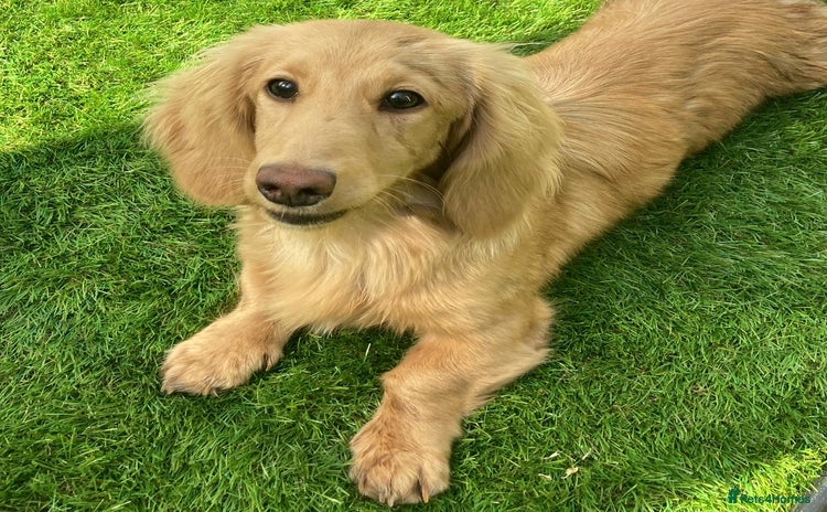 Miniature Dachshund dogs for sale - Advert 1