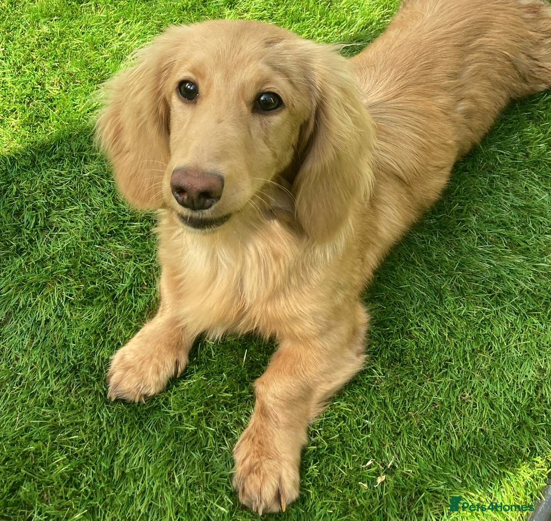 Miniature Dachshund dogs for sale: Full Cream Minature Dachshunds - Image 1