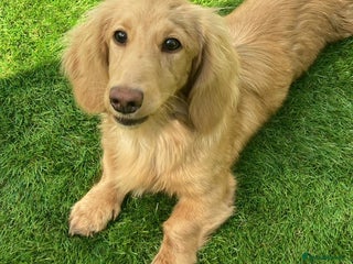 Miniature Dachshund dogs - Advert 17