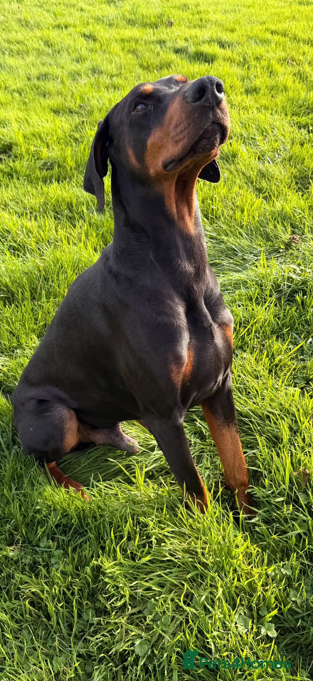 Dobermann dogs for stud: Dobermann Stud KC  - Advert 3