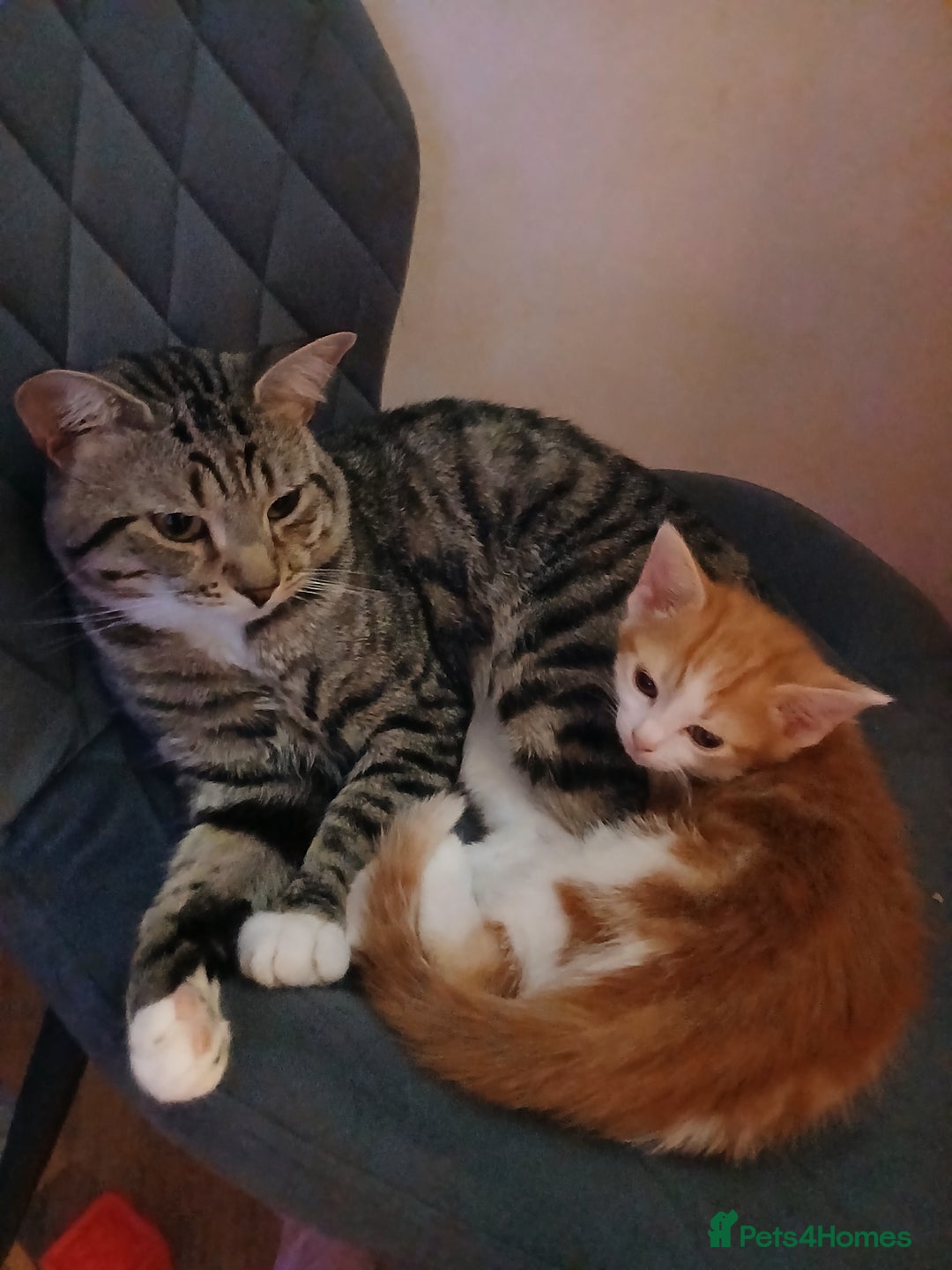 American Shorthair cats for sale: Kittens - Advert 1