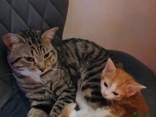 American Shorthair cats Kittens - Advert 2