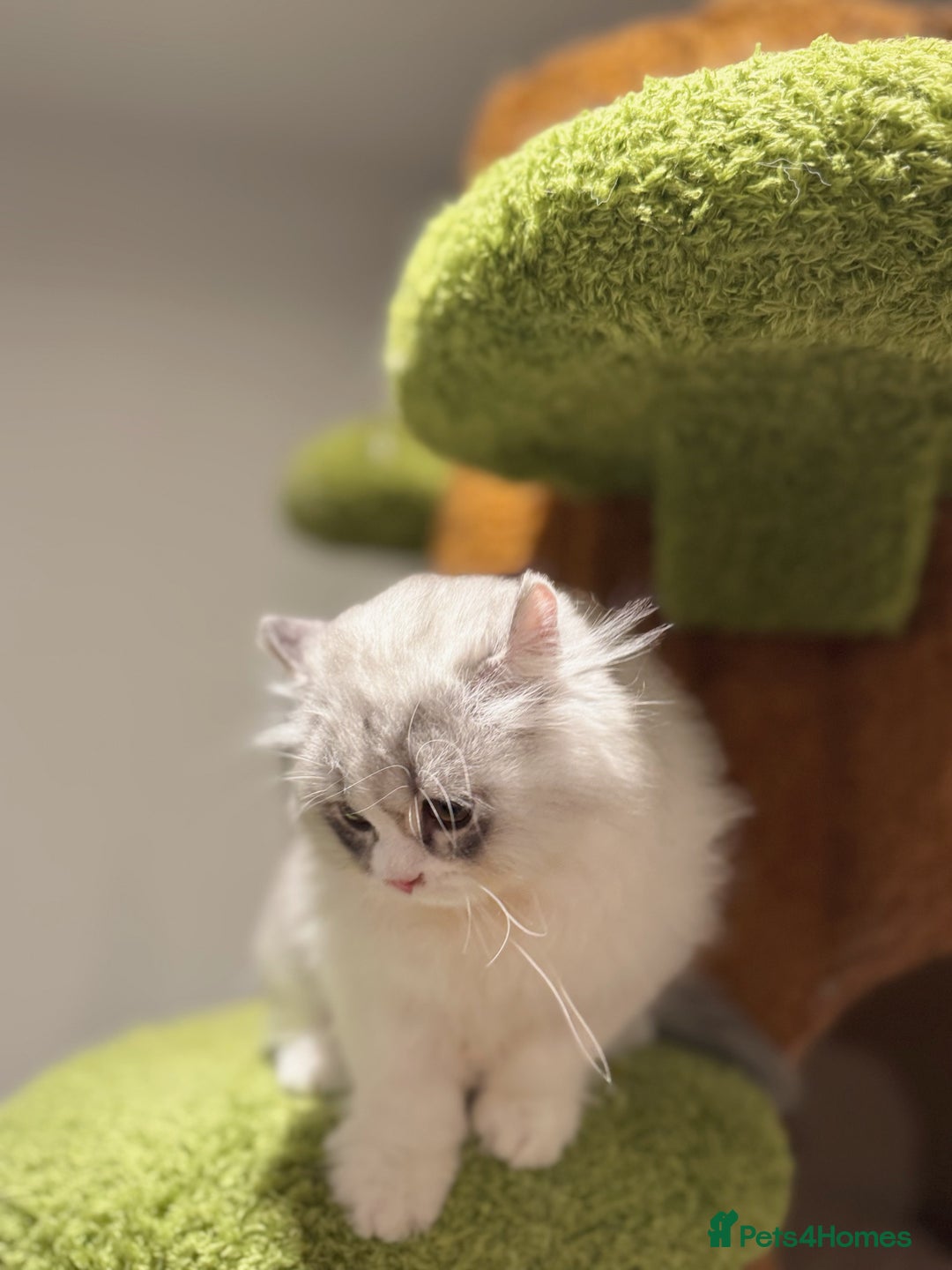 Munchkin cats for sale: Top level Super stunning & rare Minuet - Advert 16