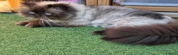 Persian cats for sale: Persian Himalayan Kittens - Advert 27