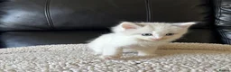 Ragdoll cats for sale: Pure Bread Ragdoll Kittens - Advert 6