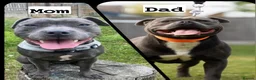 Staffordshire Bull Terrier dogs for sale: 🐾 Blue Staffy  – Champion Bloodline 🐾 - Advert 5