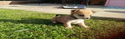 Pomchi dogs for sale: Pomchi - Advert 13