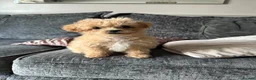 Maltipoo dogs for sale: Tiny toy Maltipoo boy  - Advert 12