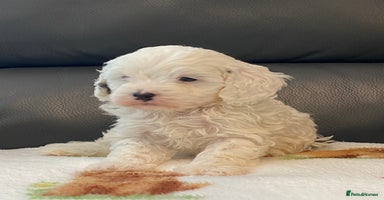 Cavapoo dogs - Advert 10