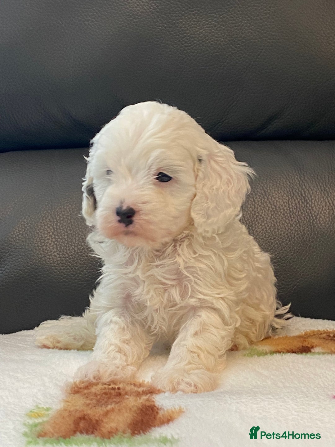 Cavapoo dogs for sale: Super cute, health tested, friendly Cavapoo pups  - Image 2