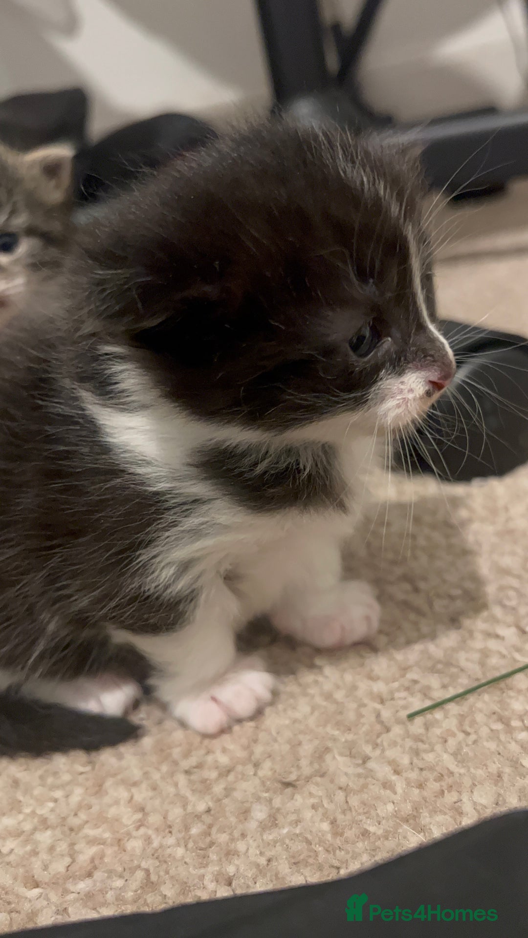 Mixed Breed cats for sale: 4 beautiful kittens 2 female 2 male - Advert 9