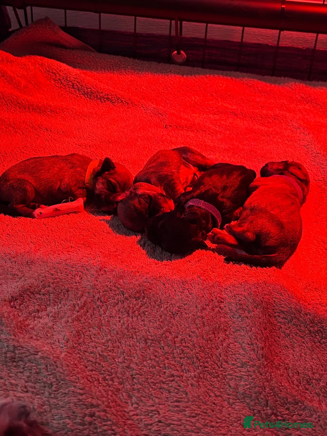 Mixed Breed dogs for sale: Schapso puppies  in Liverpool - Advert 2