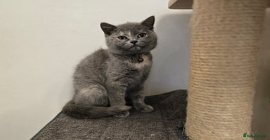 British Shorthair cats in Ilkeston - Advert 7