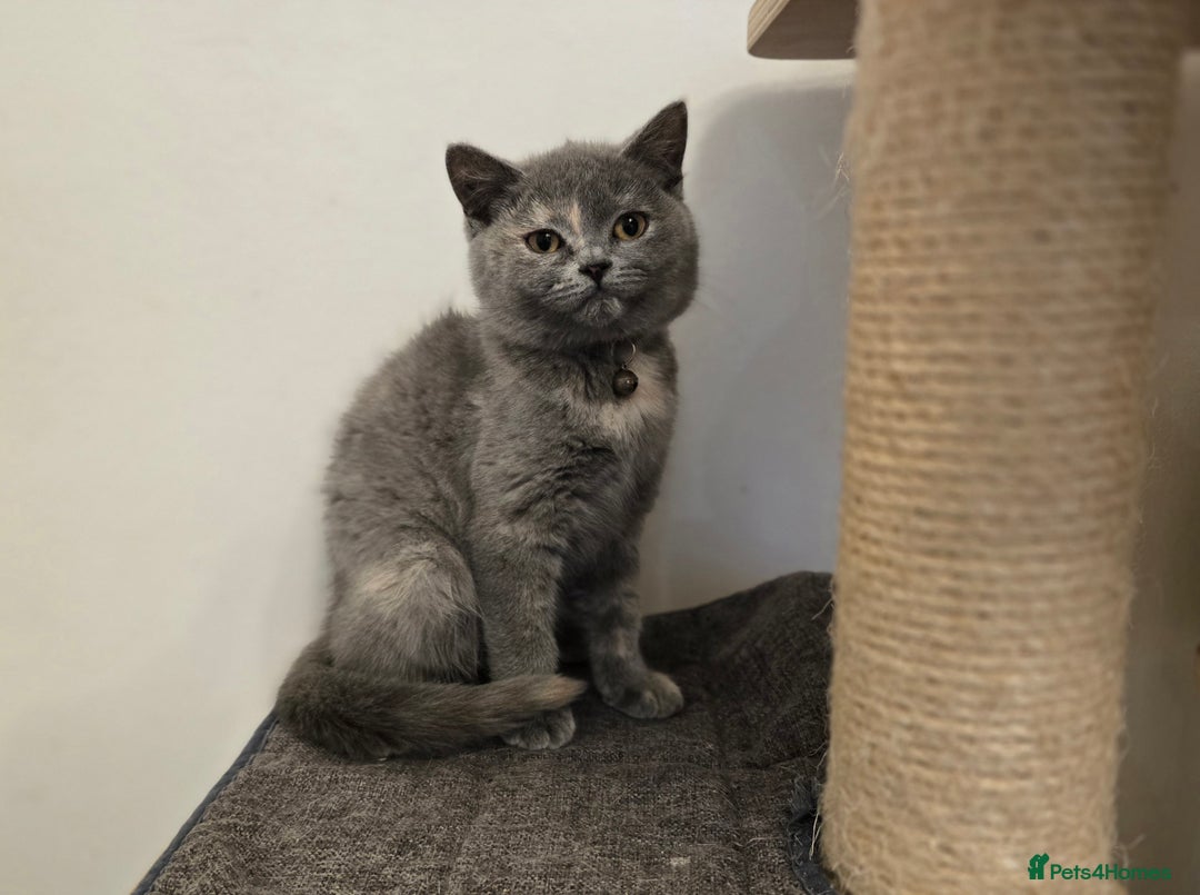 British Shorthair cats for sale: ❗️❗️2 LEFT❗️❗️CHUNKY ADORABLE FLUFF BALLS in Ilkeston - Image 2
