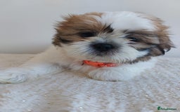 Shih Tzu dogs for sale: Beautiful Shih tzu puppies 🫶🏼 - Image 18