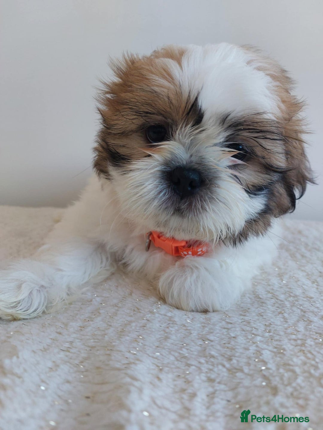 Shih Tzu dogs for sale: Beautiful Shih tzu puppies 🫶🏼 - Image 18