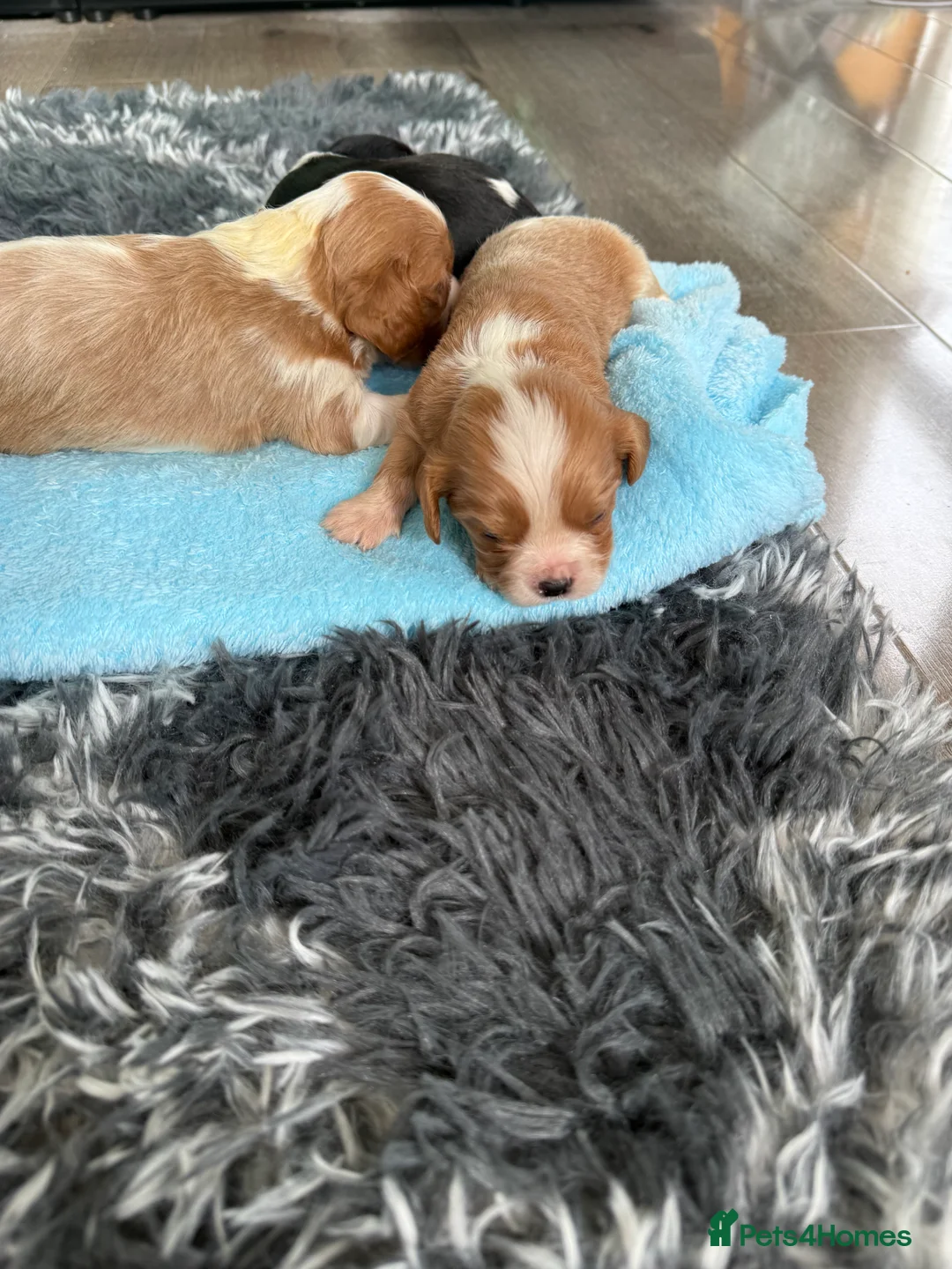 Cavalier King Charles Spaniel dogs for sale: King Charles cavalier  - Advert 2