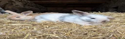 Mini Lop rabbits for sale: 🐰 Adorable Mini Lop Baby Rabbits 🐰 - Advert 1
