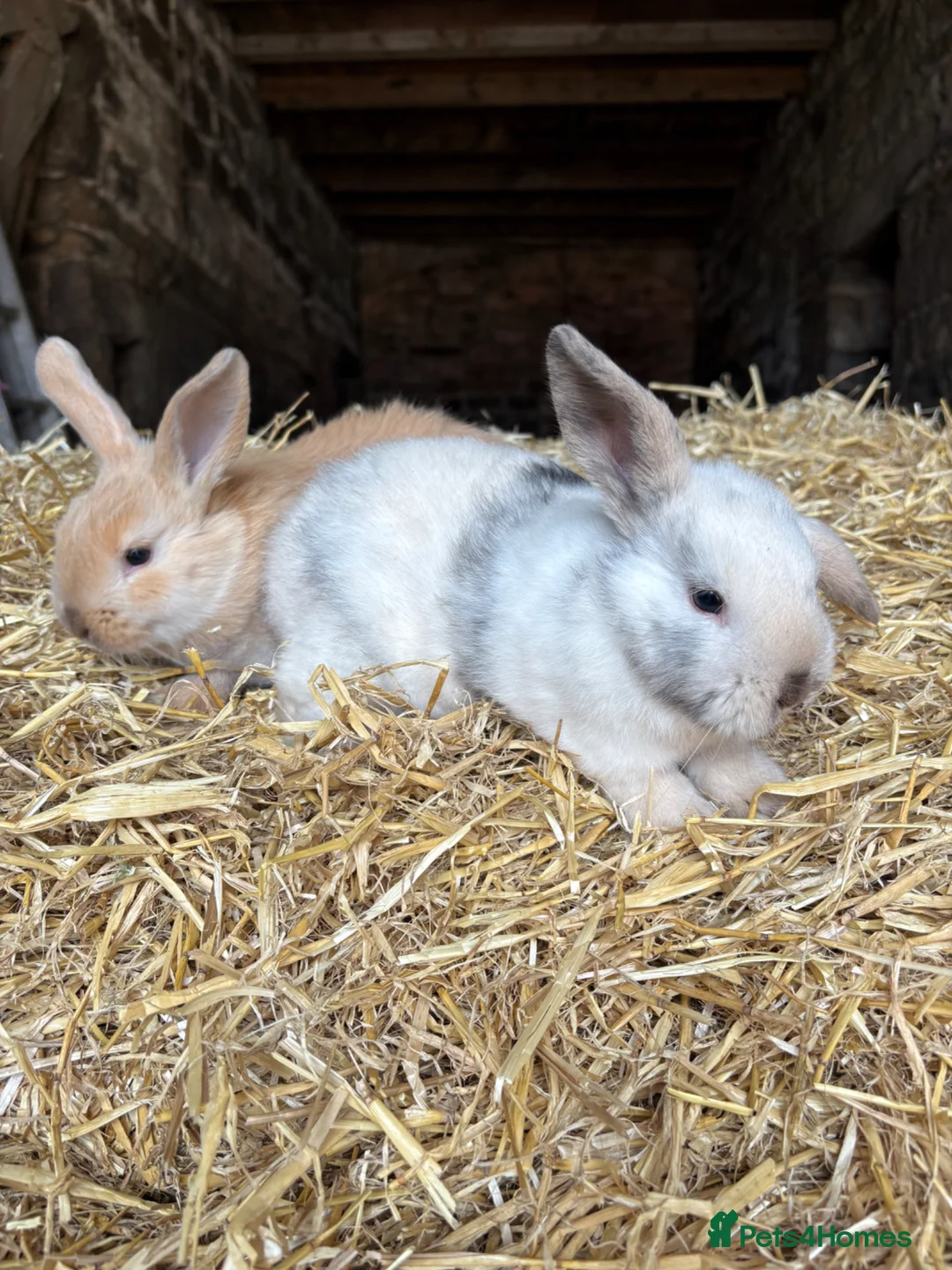 Mini Lop rabbits for sale: 🐰 Adorable Mini Lop Baby Rabbits 🐰 - Advert 1