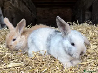 Mini Lop rabbits 🐰 Adorable Mini Lop Baby Rabbits 🐰 - Advert 10