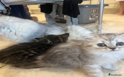 Persian cats for sale: Persian chinchilla x Bengal  - Image 7