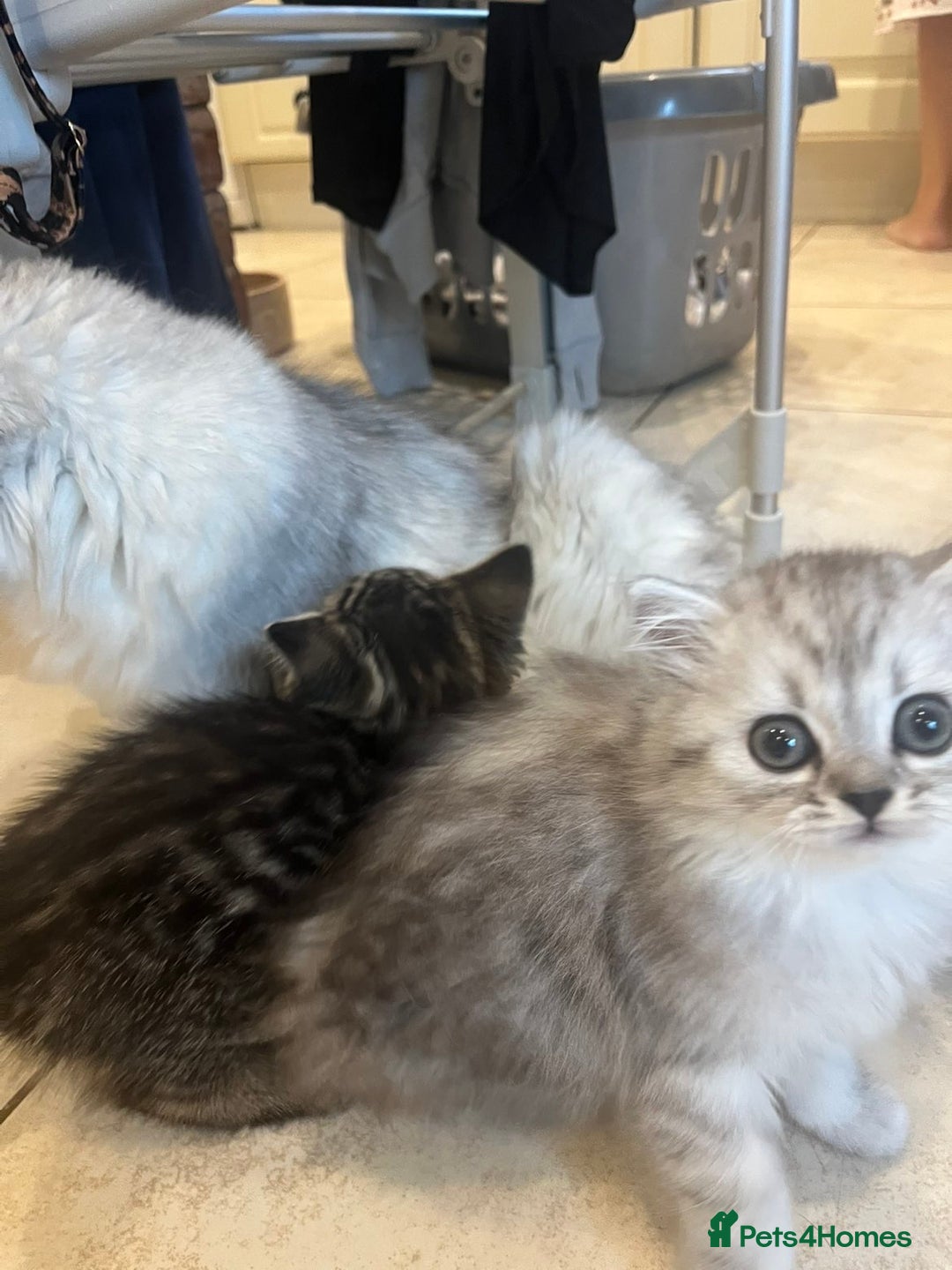 Persian cats for sale: Persian chinchilla x Bengal  - Image 7