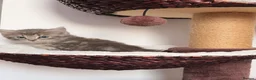 Mixed Breed cats for sale: 5 long hair fluffy kittens 🐱🐱 - Advert 4