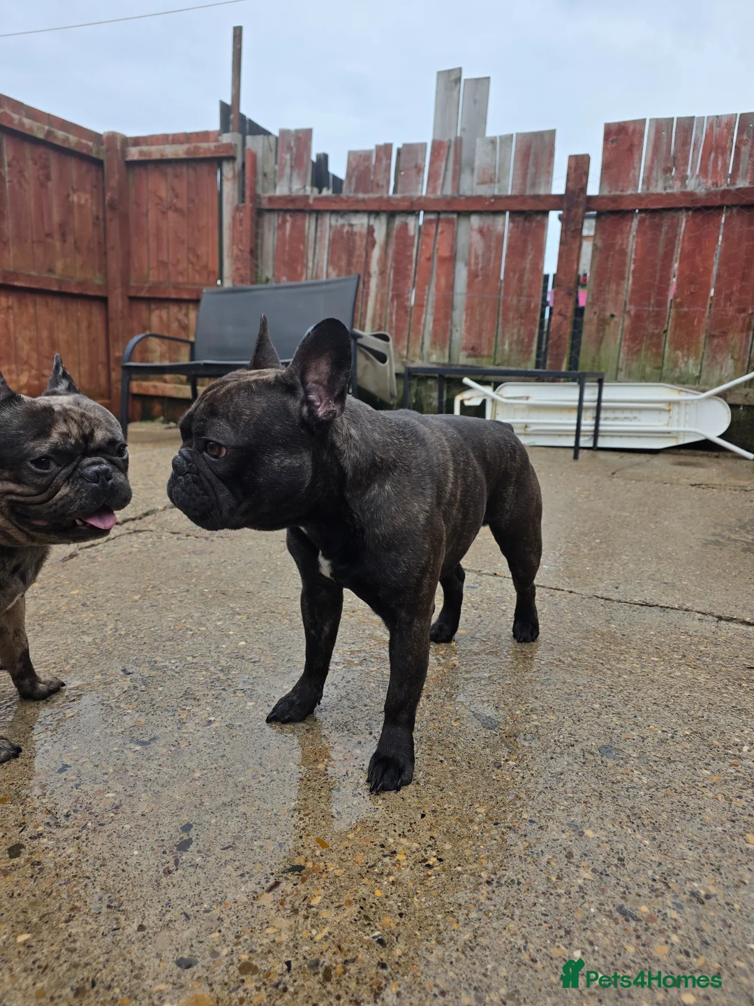 French Bulldog dogs for sale: Frech bulldog pedigree brindle boy 2 years old  - Advert 2