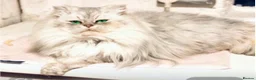 Persian cats for sale: Persion chinchilla kittens - Advert 7