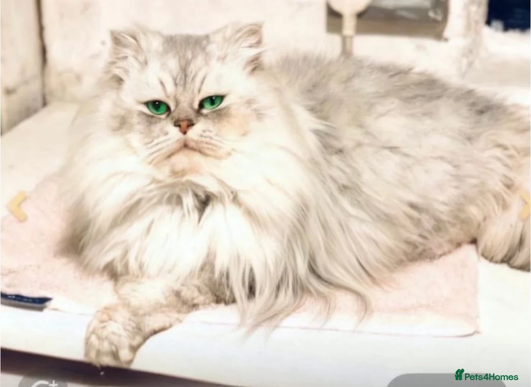 Persian cats for sale: Persion chinchilla kittens - Advert 7