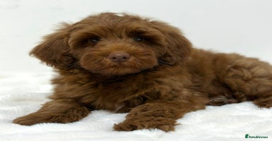 Australian Labradoodle dogs - Advert 3