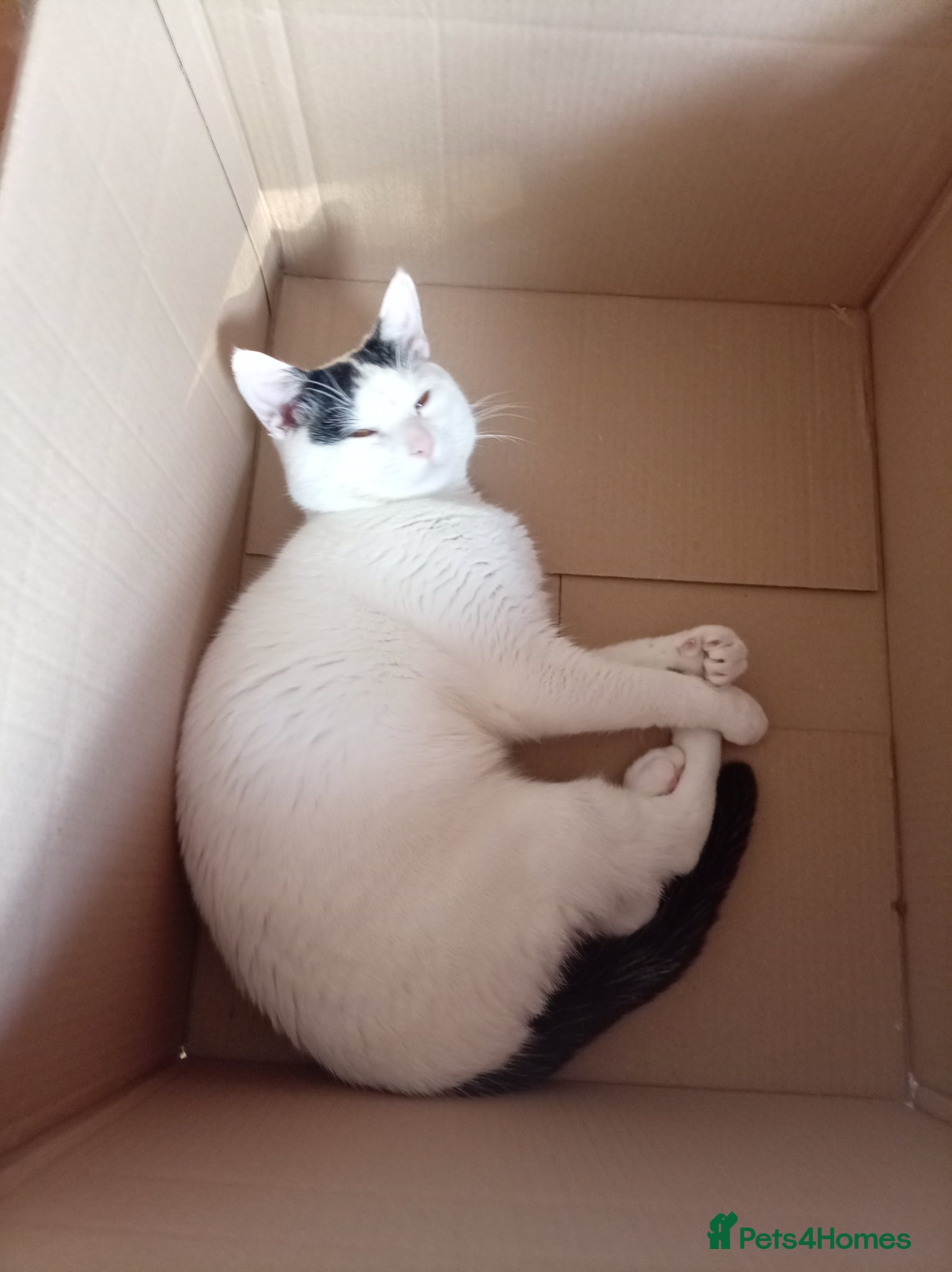 British Shorthair cats for sale: British shorthairs 1 year old cat  in Birmingham - Advert 2