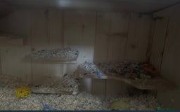 Hamster rodents for sale: Black Syrian hamster - Image 3