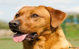 Labrador Retriever dogs for sale: Gorgeous Half Show KC Labrador Retriever Puppies - Advert 18