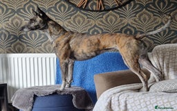 Mixed Breed dogs for sale: Sox a healthy 4 year old F Malinois-Saluki mixed - Image 2