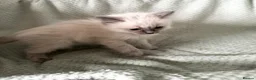 Ragdoll cats for sale: Beautiful pure ragdolls  - Advert 24