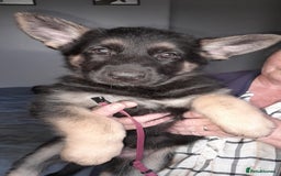 German Shepherd dogs for sale: German shepherd puppies  - Image 2