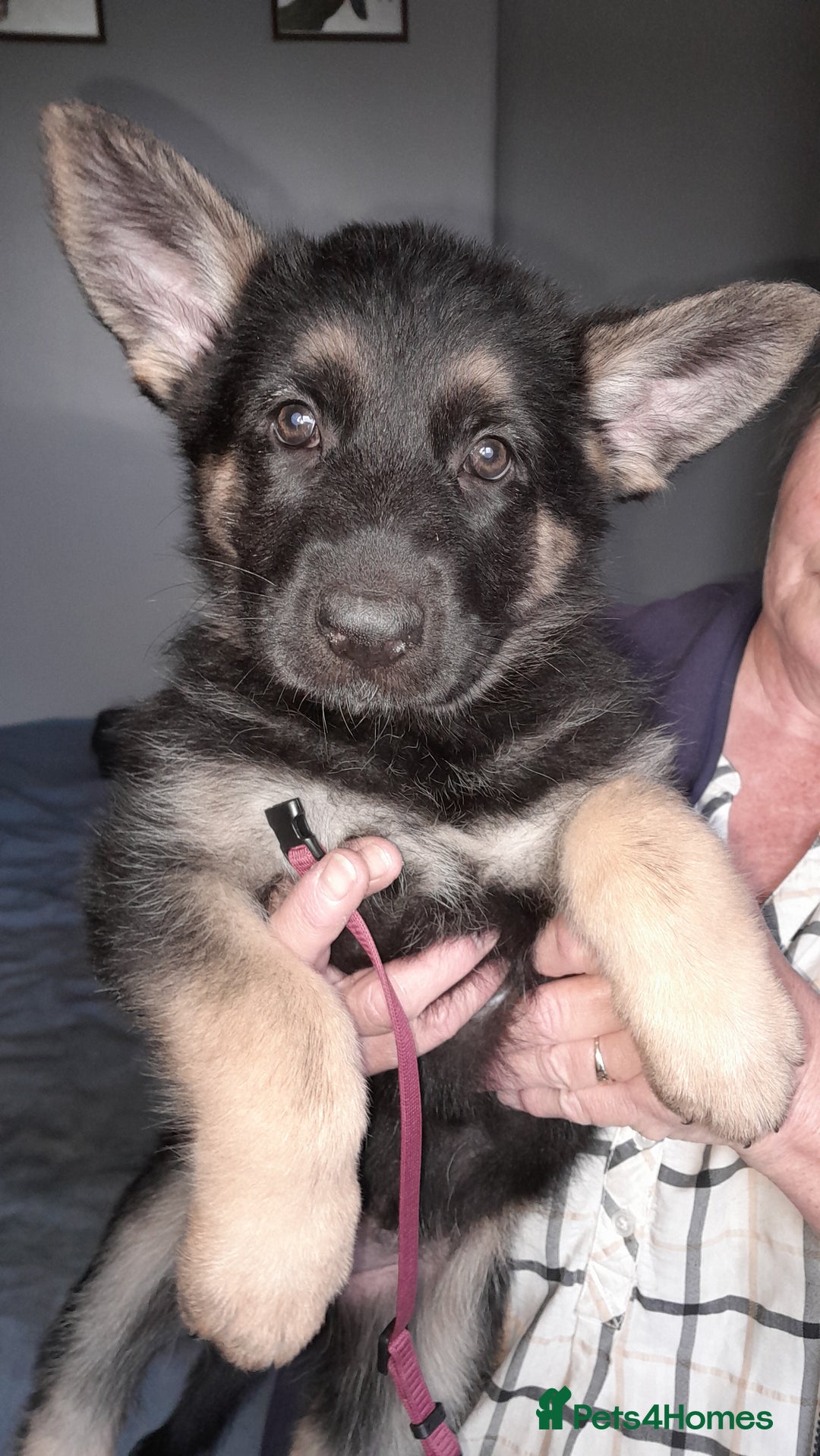 German Shepherd dogs for sale: German shepherd puppies  - Image 2