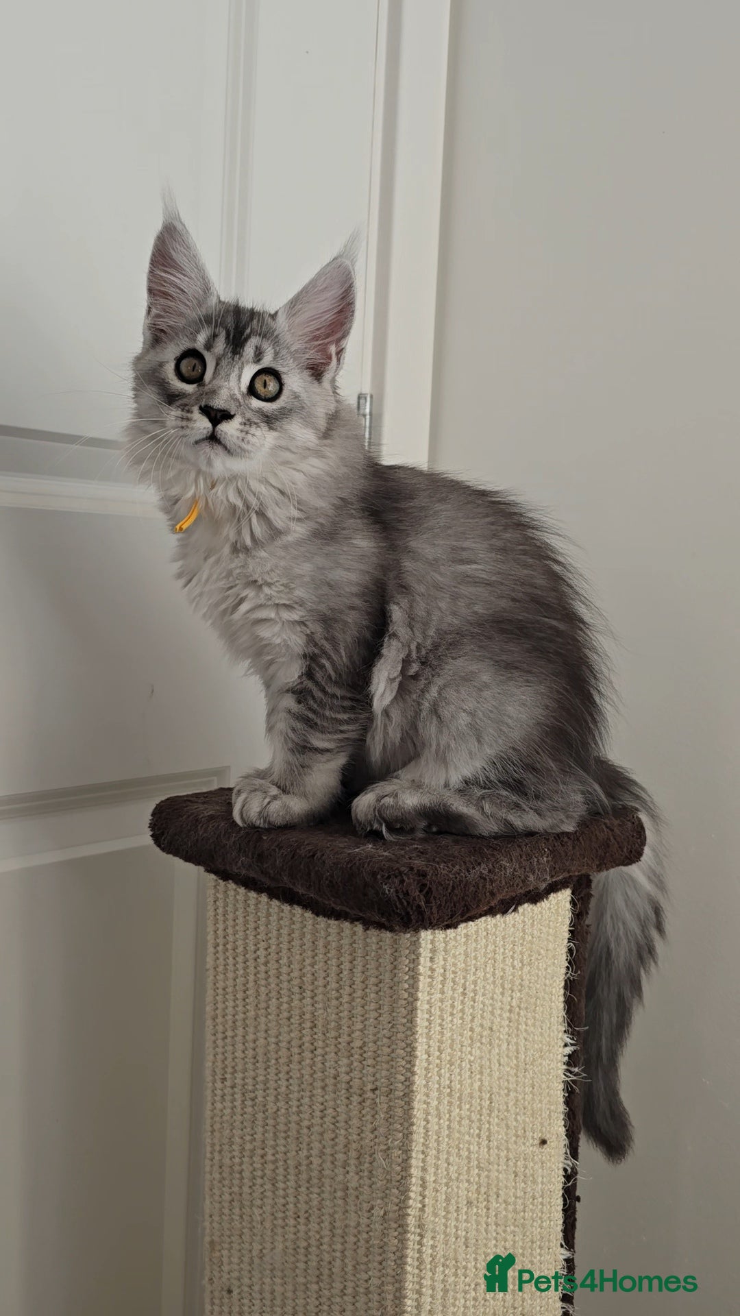 Maine Coon cats for sale: Stunning Silver Shaded Maine Coon kittens - Advert 2
