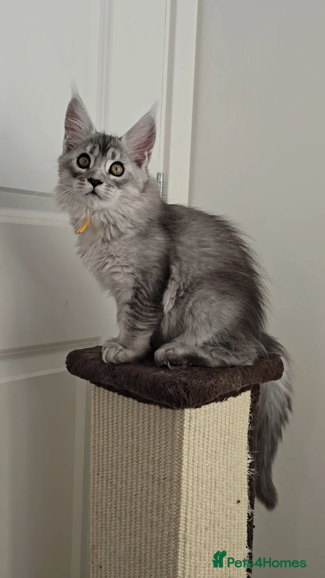 Maine Coon cats for sale: Stunning Silver Shaded Maine Coon kittens - Advert 2
