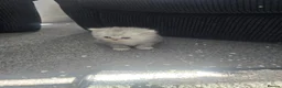 Ragdoll cats for sale: Ragdoll x persian kittens  - Advert 10