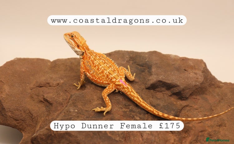 Bearded Dragon reptiles - Advert 1