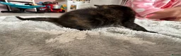 British Shorthair cats for sale: PLEASE READ ADVERT LAST TWO FEMALE KITTEN’S LEFT  - Advert 14