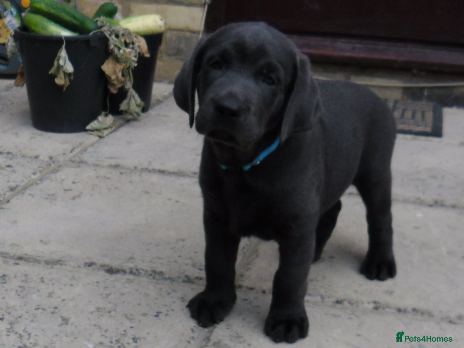 Labrador Retriever dogs 2 Gorgeous male playful puppies looking for homes - Advert 2