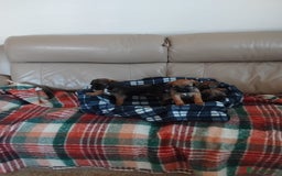Border Terrier dogs for sale: Border terrier puppies  - Image 5