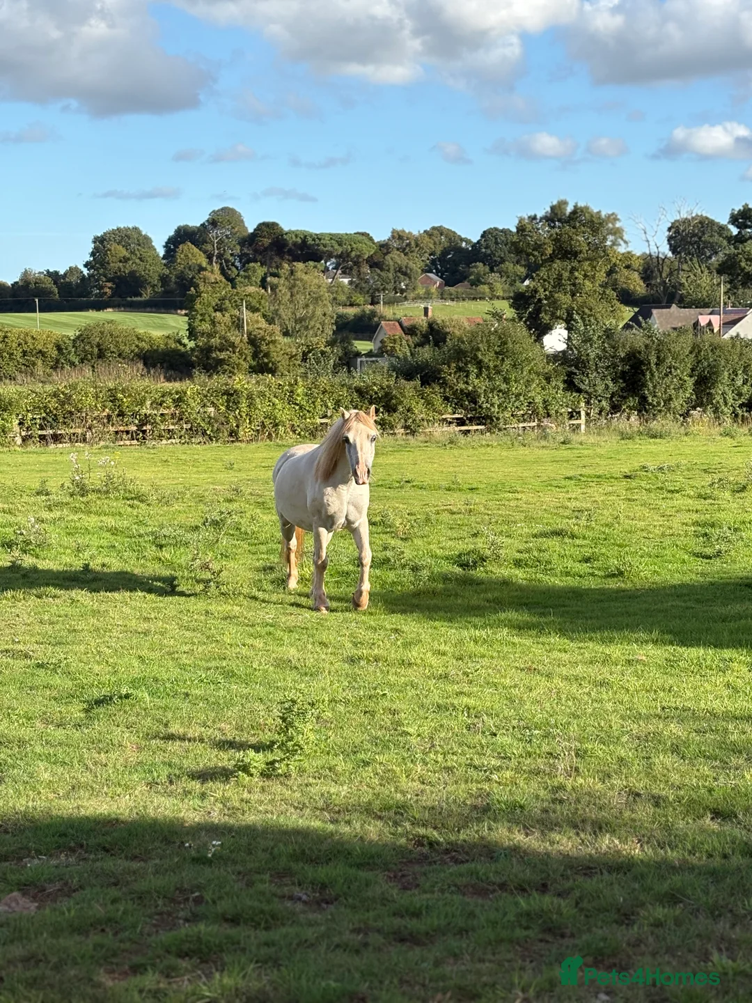 Welsh Section A horses for sale: Welsh section A grey pony  - Advert 7
