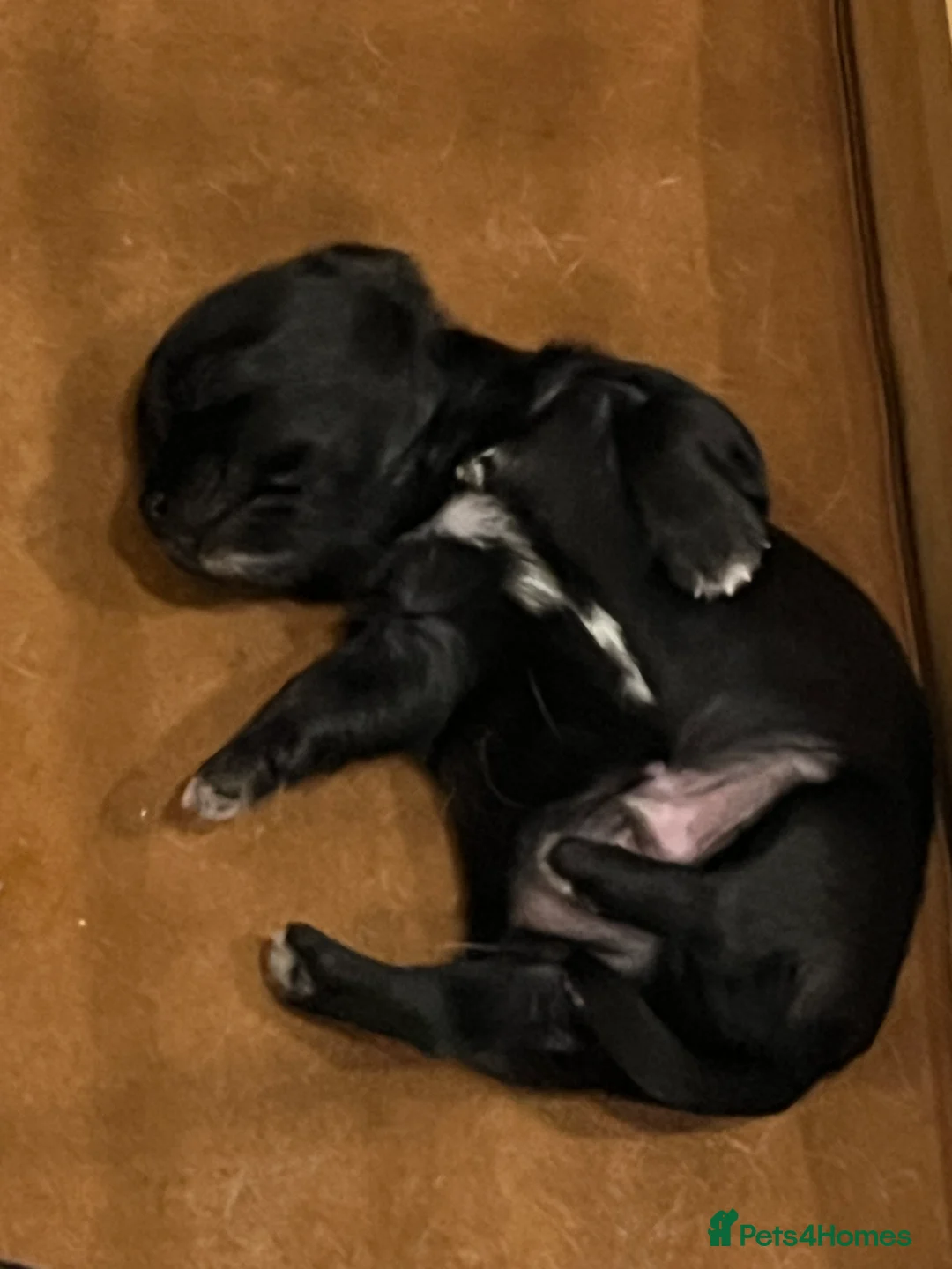 Mixed Breed dogs for sale: Malchi pups available  - Advert 19