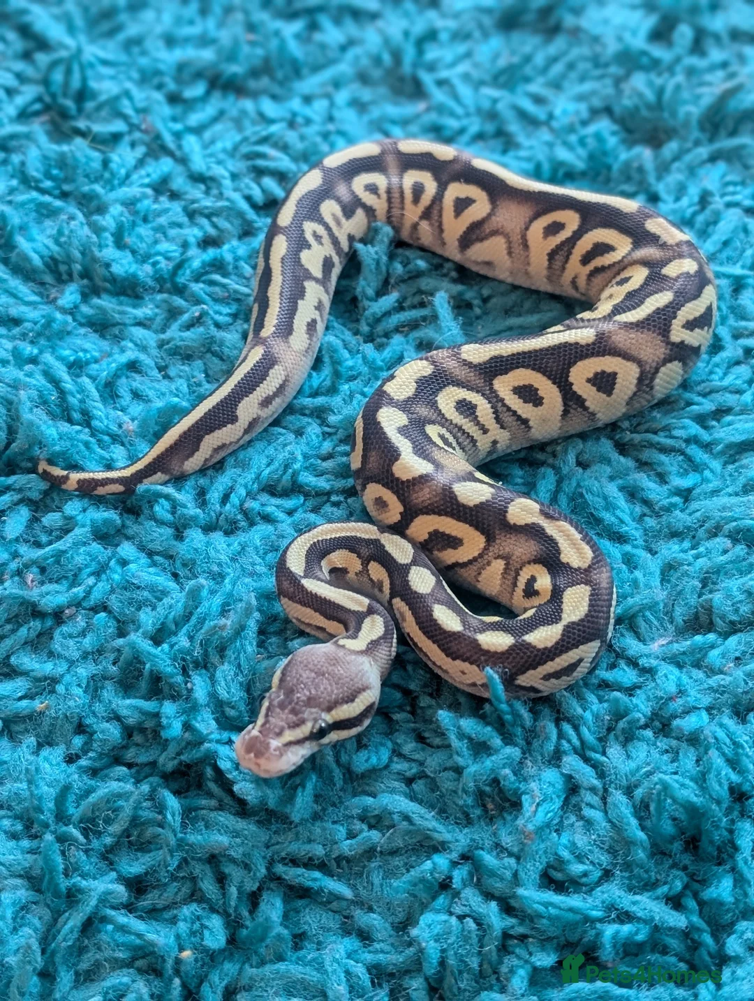 Snake reptiles for sale: 🐍 Ball Python Hatchlings – Stunning (only 3 left) - Advert 6