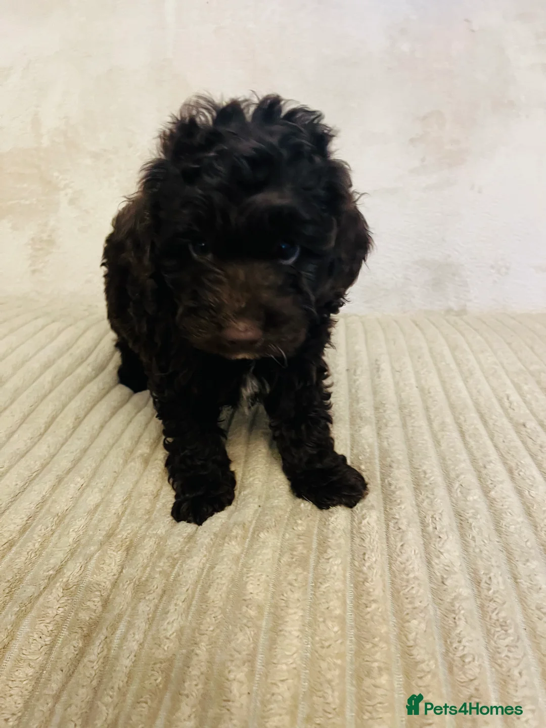 Cockapoo dogs for sale: Stunning f1b cockapoo puppys  - Advert 13