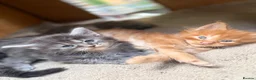 Maine Coon cats for sale: Beautiful Baby Maine Coon Kittens - Advert 14
